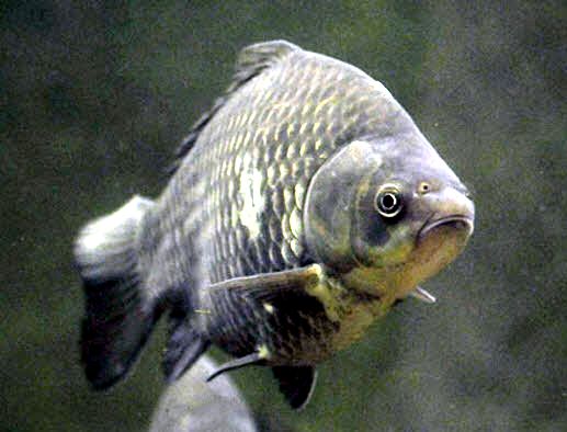 Carassius auratus_007.jpg
